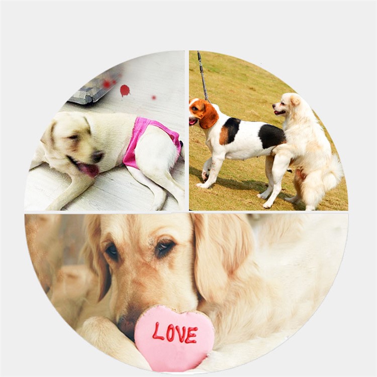 Pet Dog Diaper Sanitary Physical Pants with Velcro Closure - Rose / Size: S-3