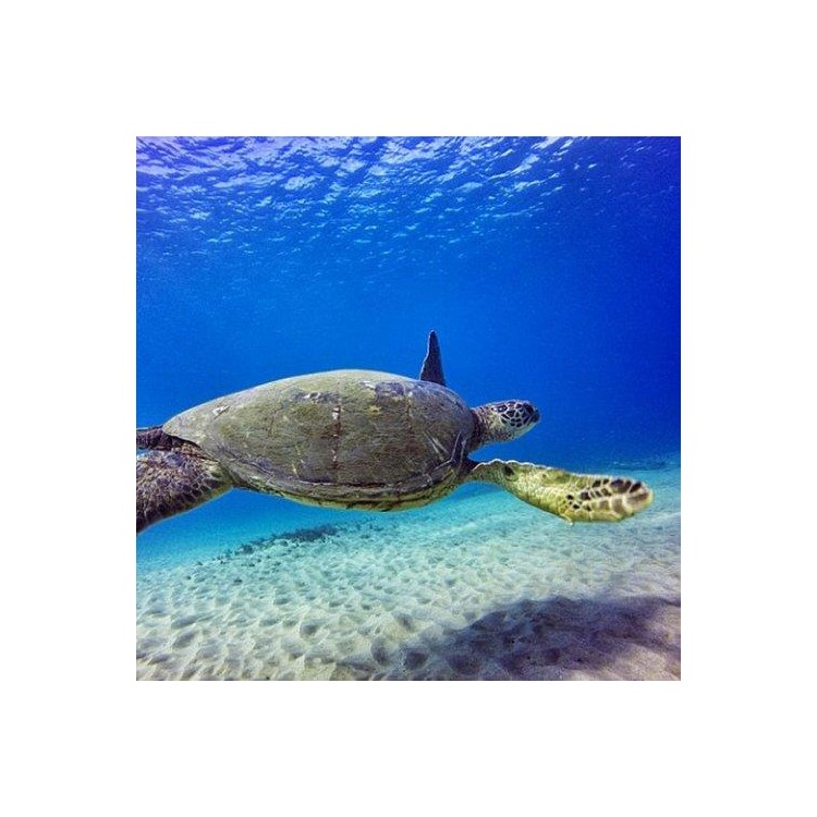 Caso de habitação impermeável + lente filtro vermelho para GoPro Hero 5-8