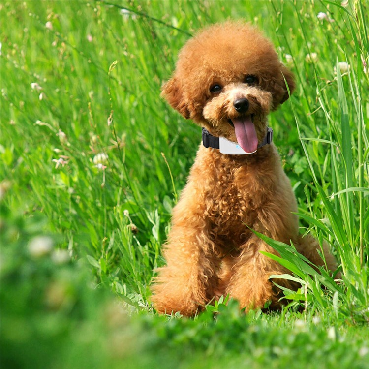 TK-STAR Pet GPS Tracker Small PET Dog Cat Collars IPX7 Waterproof Mini GPS Tracker Locator-3
