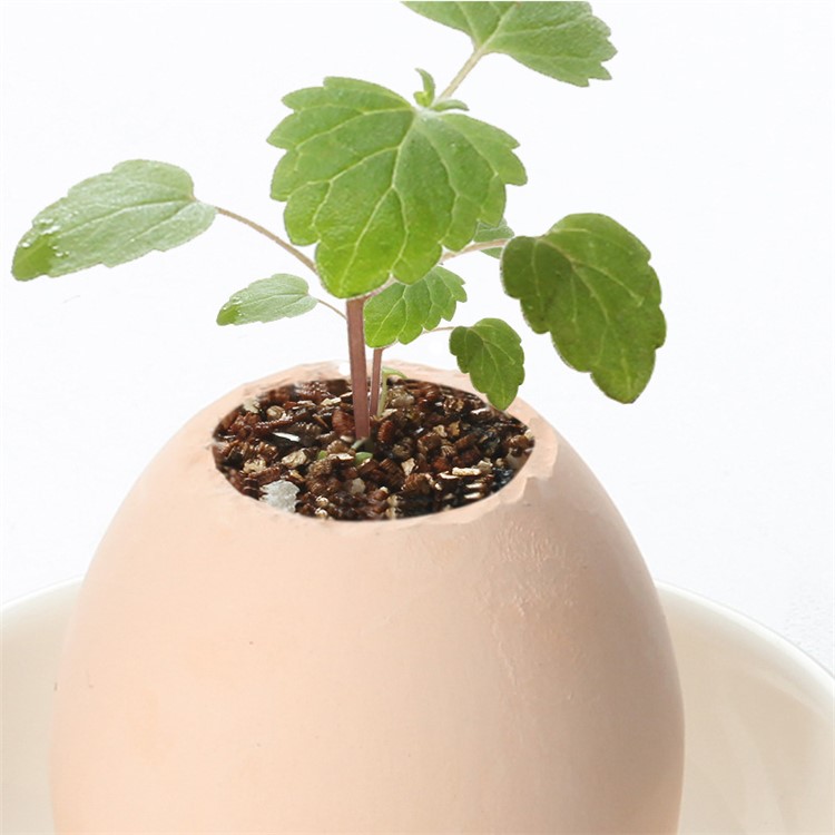 Creative DIY Mini Lucky Egg Potted Plant Easy to Grow Up Planters Office Desktop Home Decor - Mint-1
