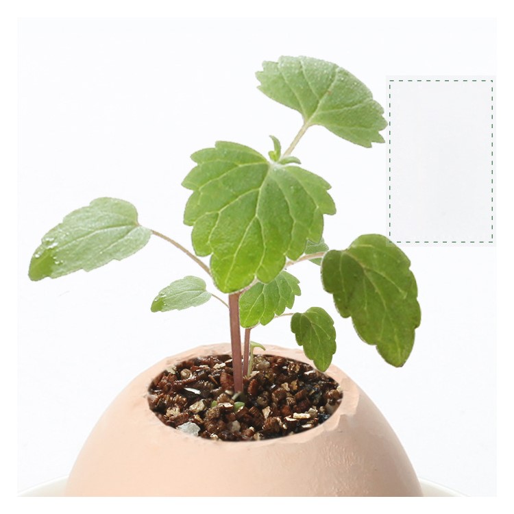 Creative DIY Mini Lucky Egg Potted Plant Easy to Grow Up Planters Office Desktop Home Decor - Mint-2