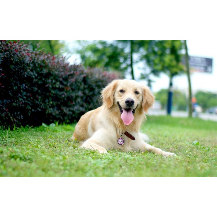 Pet Dog Anti Lost Pendant Keychain QR Code Pet ID Tag Tracker Wireless Locator - Purple-10