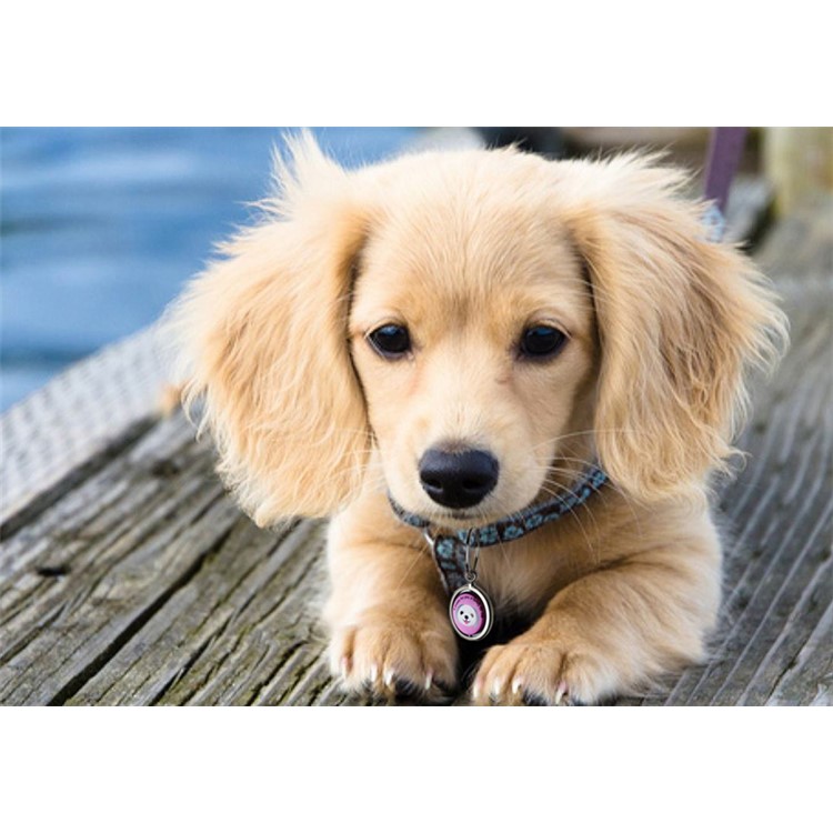 Pet Dog Anti Lost Pendant Keychain QR Code Pet ID Tag Tracker Wireless Locator - Purple-12