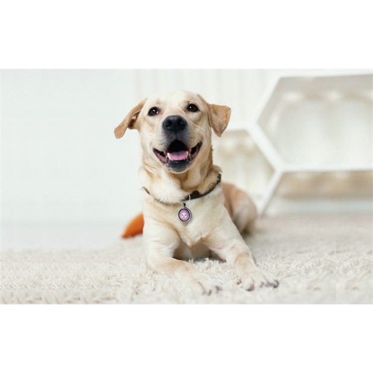 Pet Dog Anti Lost Pendant Keychain QR Code Pet ID Tag Tracker Wireless Locator - Purple-15