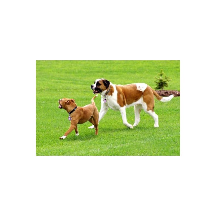 Pet Dog Anti Lost Pendant Keychain QR Code Pet ID Tag Tracker Wireless Locator - Purple-16