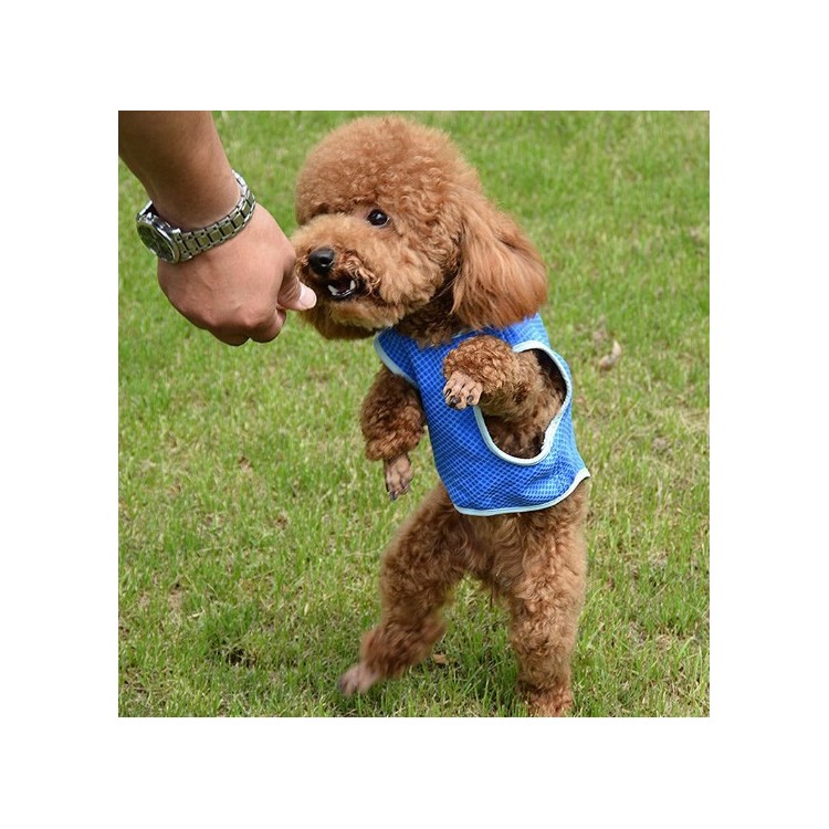 Pet Cooling Clothes PVA Dog Summer Cooling Harness - Blue / M-5