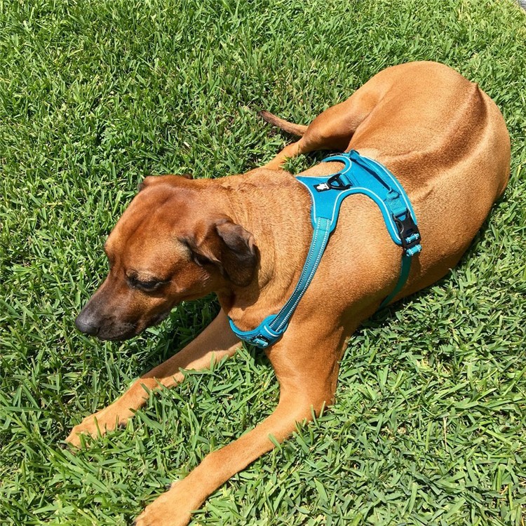 What Color Harness To Get For My Dog What Color Harness To Get For My Dog