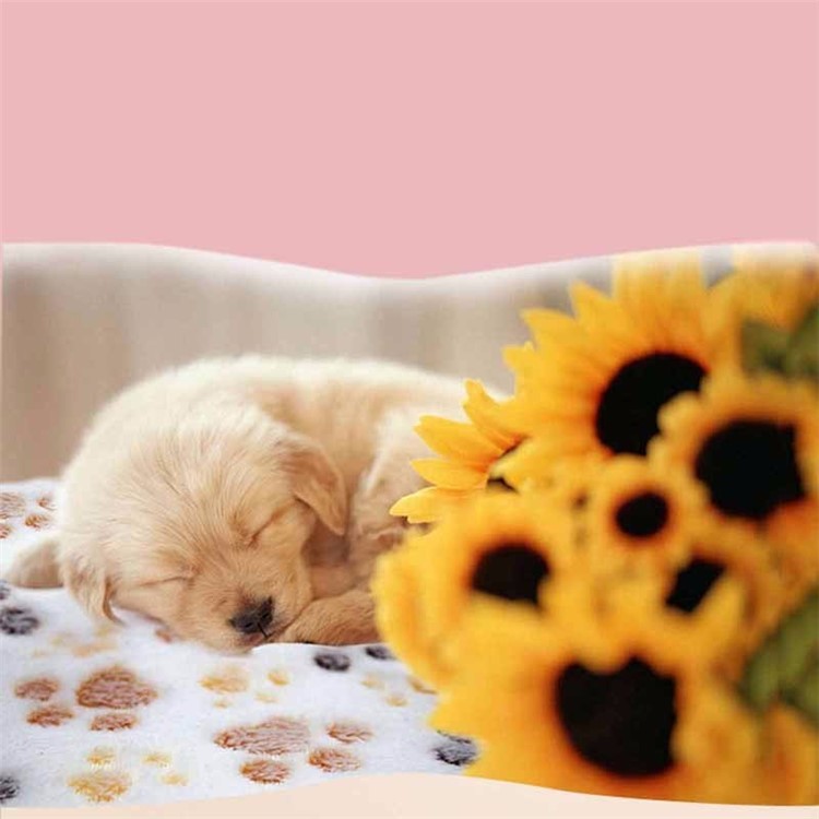 Puppy Blanket Pet Cushion Small Dog Cat Soft Warm Sleep Mat, Size: 80 x 60cm - White-8